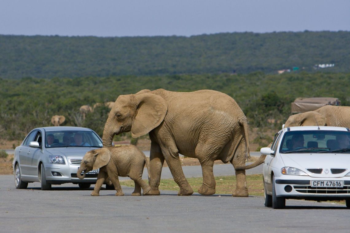 Addo - Wildlife - Elephant