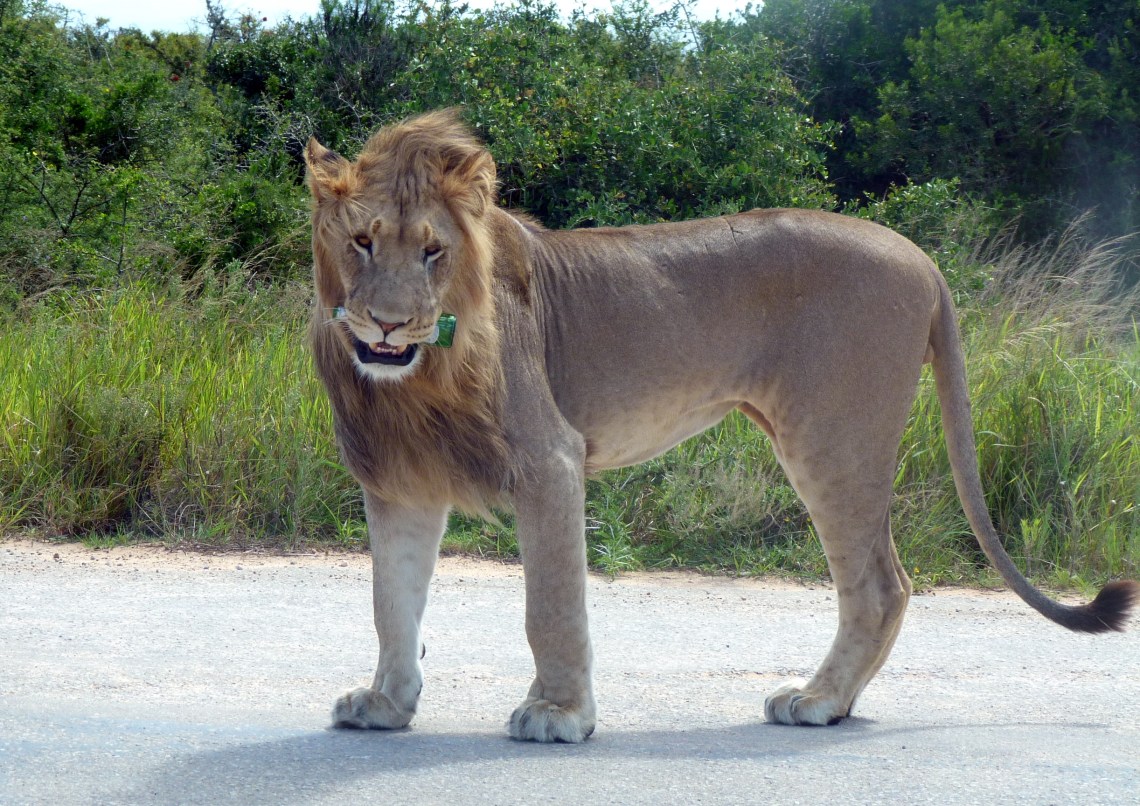 Addo lion with bottle 1_credit Janine Snyman