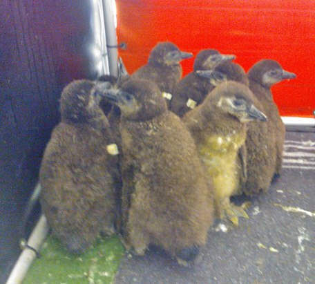 penguin chicks