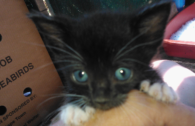 Ligthouse Family 3 Guppy