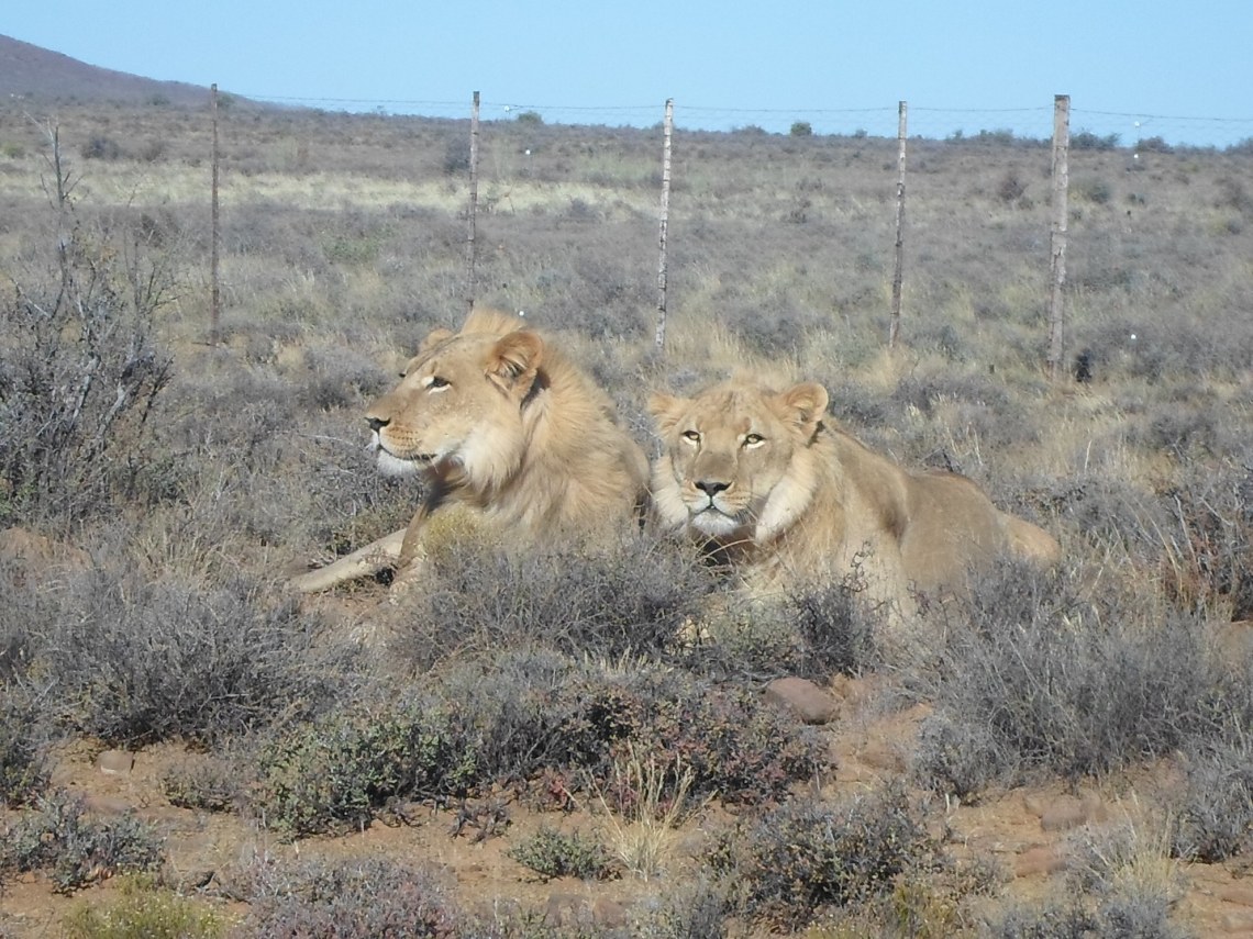 Karoo lion (2)