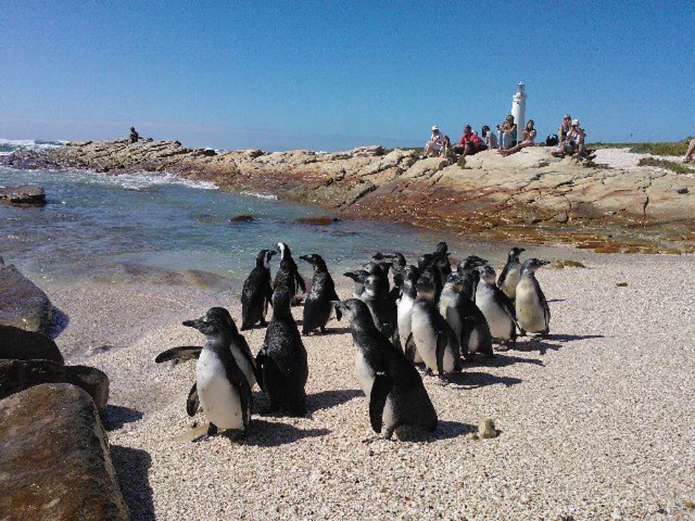 Penguins from Penguins Eastern Cape rehab centre being released back into the Indian Ocean. Photo: PEC