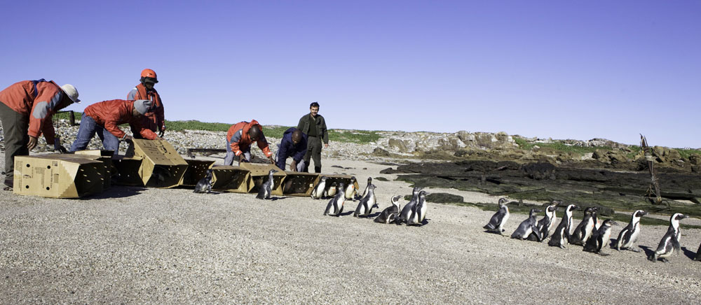 SANCCOB_First Release Bird Island_6 June '13 22