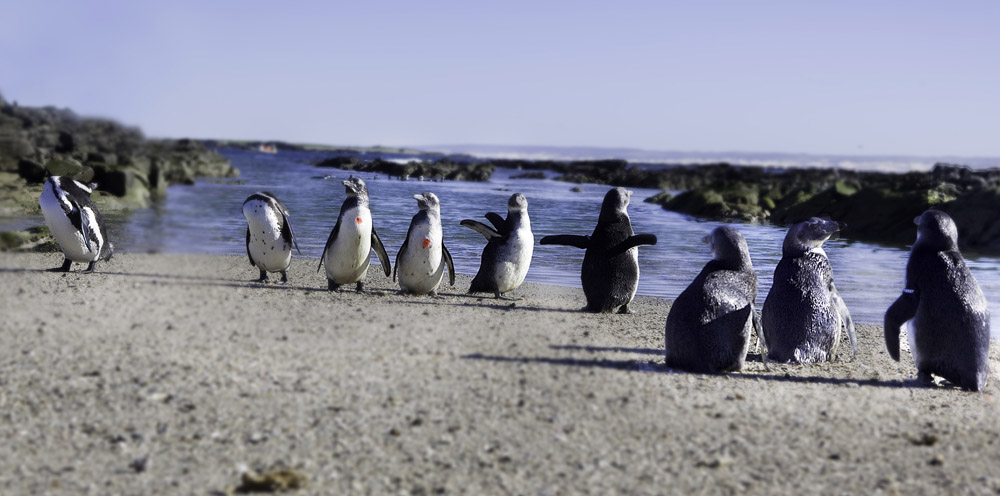 SANCCOB_First Release Bird Island_6 June '13