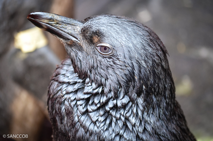 A penguin blackened with oil that spilled from the Kiani Satu cargo ship tha ran agroand off Knsyna on 8 August. The penguin and 35 others, plus 165 gannets are now at the Sanccob rehabilataion centre in Cape St Francis