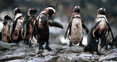 Oiled penguins on Robben Island try to preen oil off feathers during Treasure oil spill off Cape Town, South Africa in 2000. (Photo: John Hrusa/IFAW