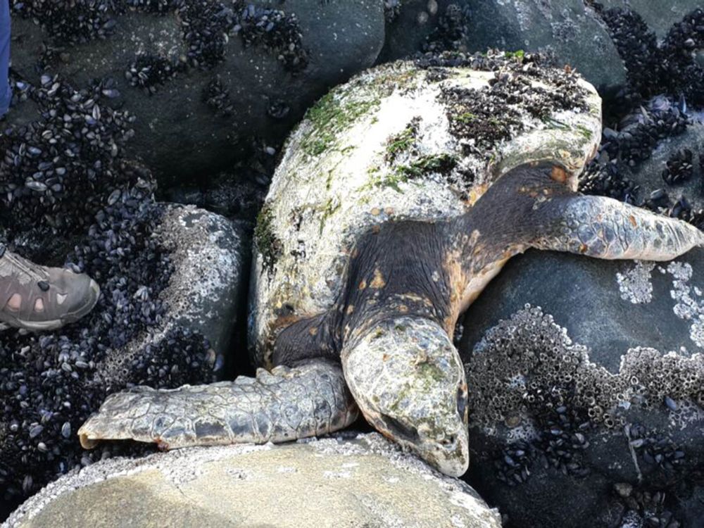 Photos by William Lubbe/NSRI