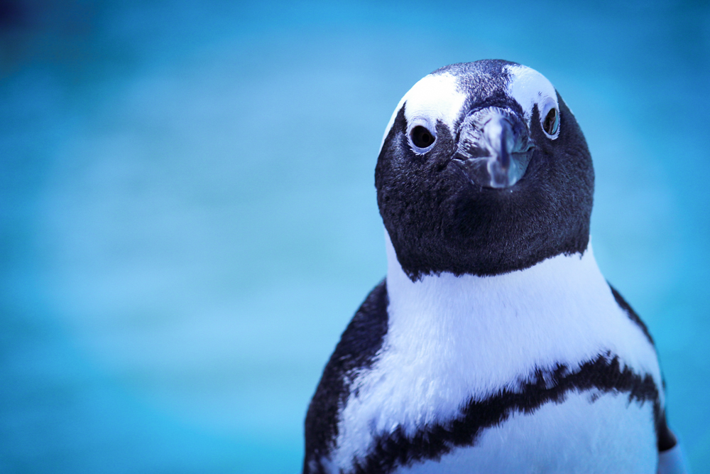 African Penguin_SANCCOB
