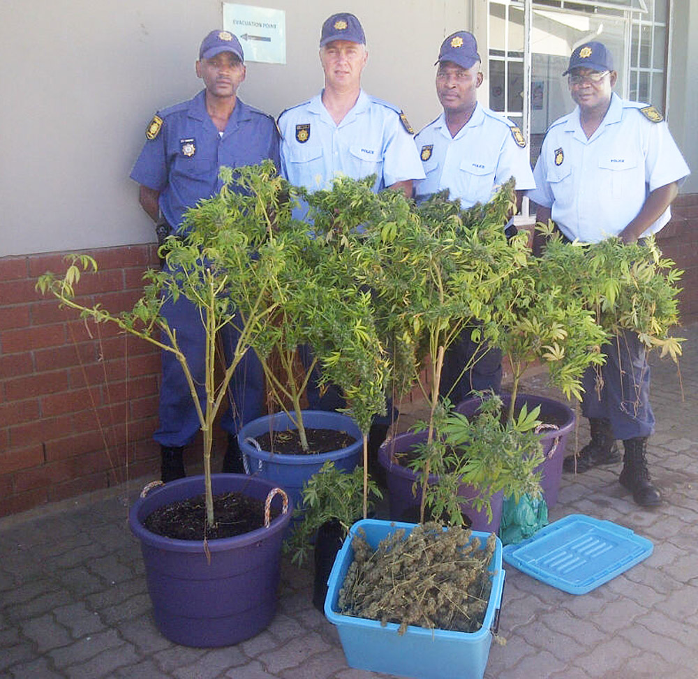 Jeffresy Bay SAP members with some of the dagga plants. Photo: SAP (edited)