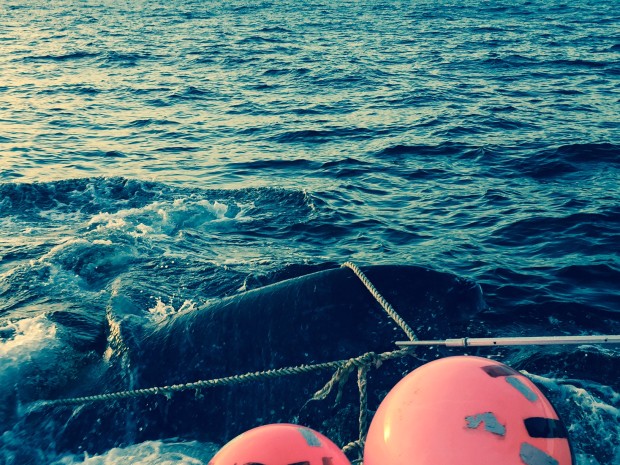 Whale entangled in bouys and rope. Photo: NSRI