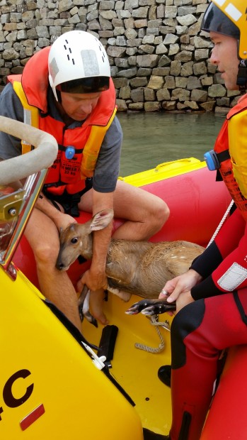 bushbuck rescued1