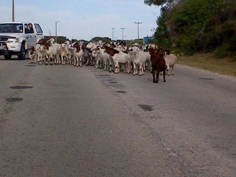 goats unattended in St Francis Drive