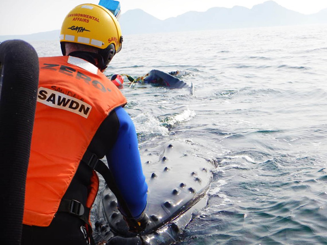 whale rescue 2